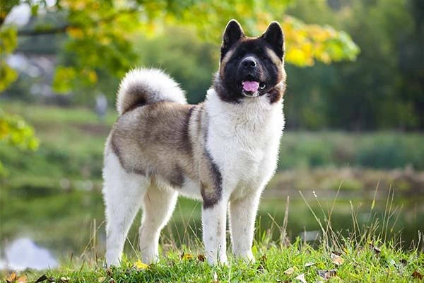 akita 