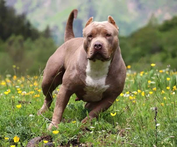 American XL Bully