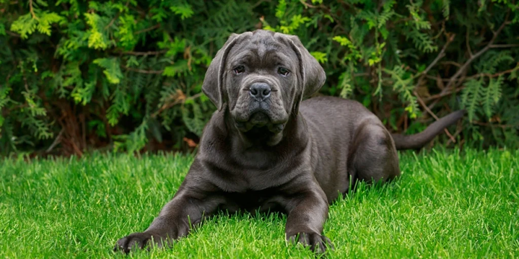 Cane Corso