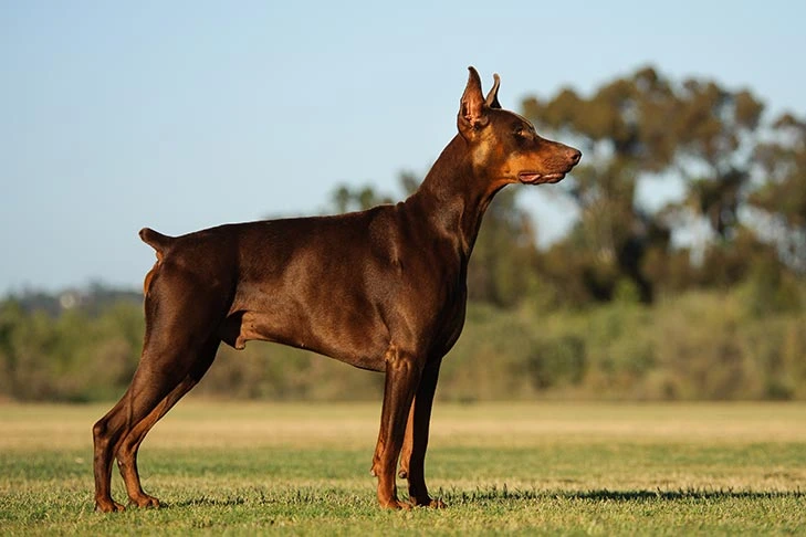 Doberman Pinscher standing outdoor