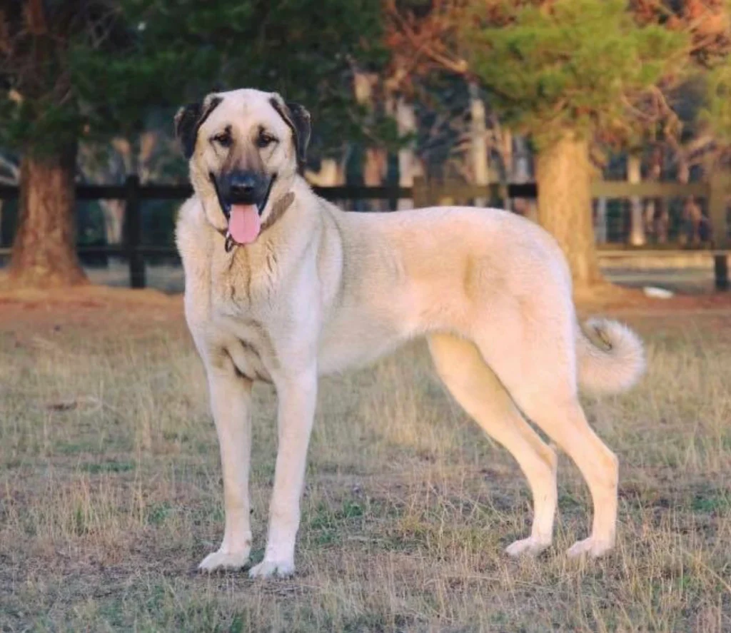 kangal