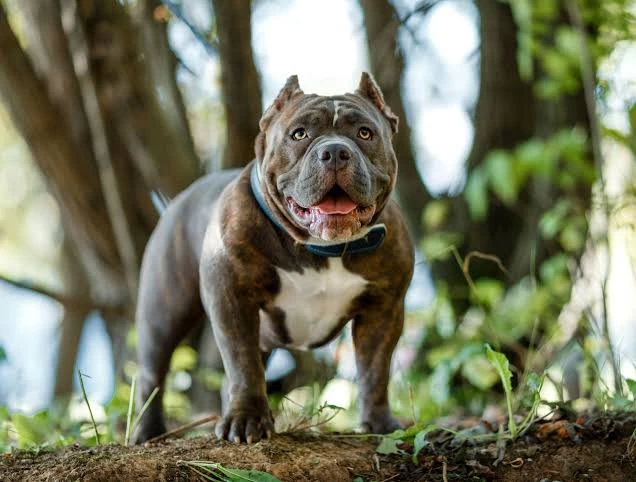 pit bull
